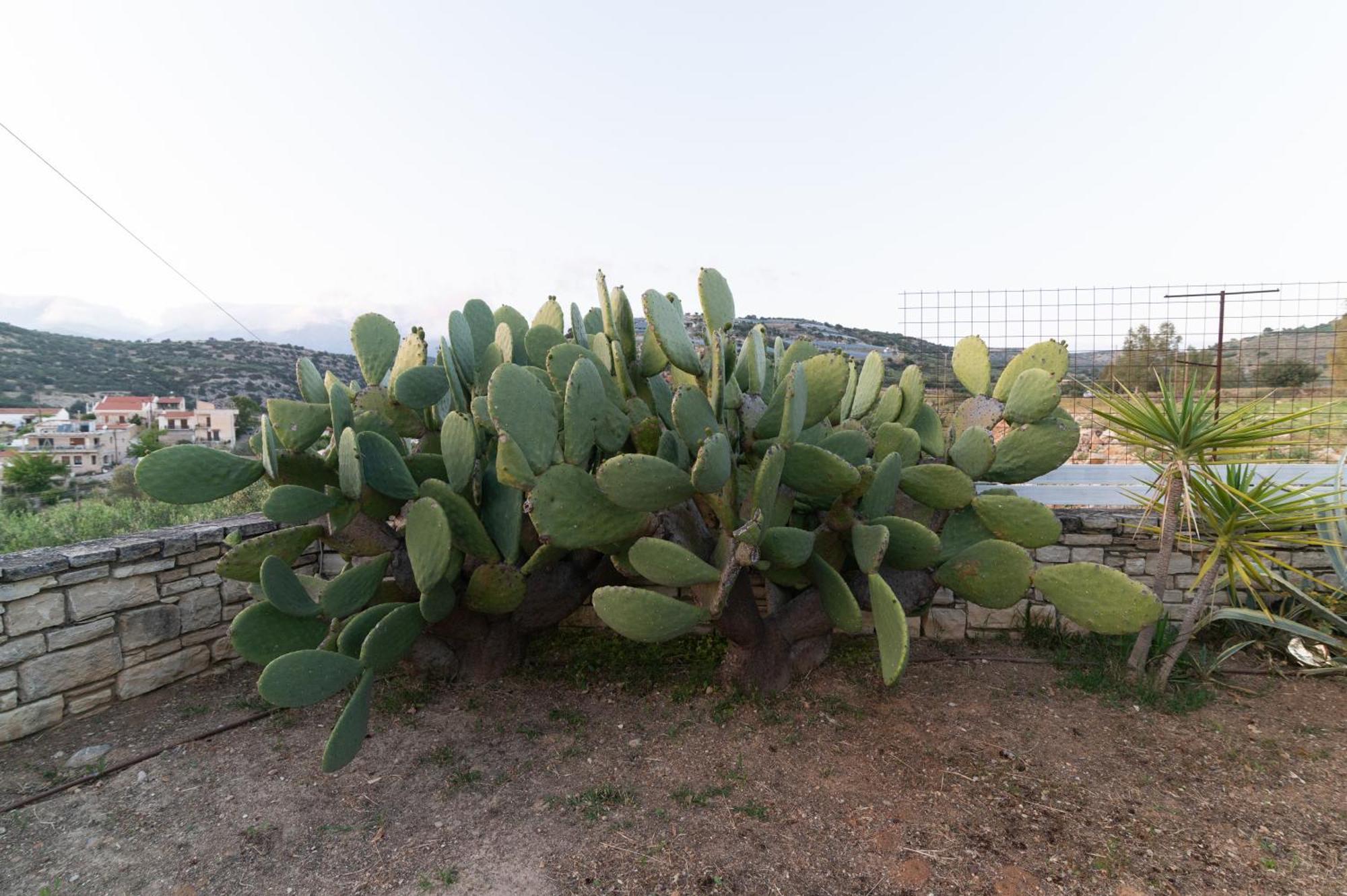 Carob Villa Moírai Dış mekan fotoğraf